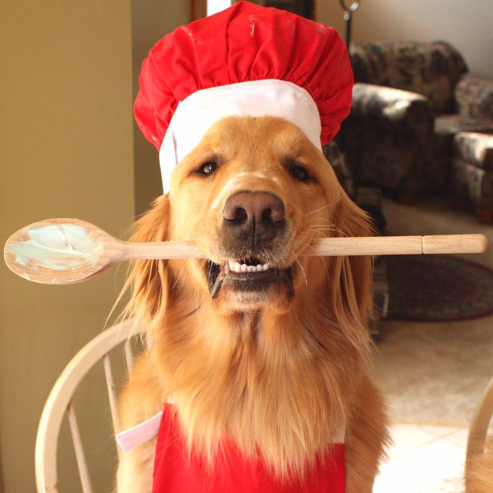 10 tündéri állat, aki már most felkészült a karácsonyra 10 tündéri állat, aki már most felkészült a karácsonyra