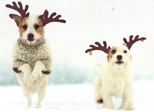 10 tündéri állat, aki már most felkészült a karácsonyra 10 tündéri állat, aki már most felkészült a karácsonyra