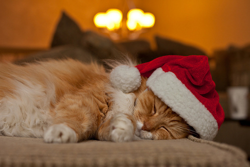 10 tündéri állat, aki már most felkészült a karácsonyra 10 tündéri állat, aki már most felkészült a karácsonyra