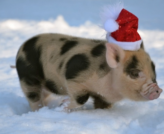 10 tündéri állat, aki már most felkészült a karácsonyra 10 tündéri állat, aki már most felkészült a karácsonyra