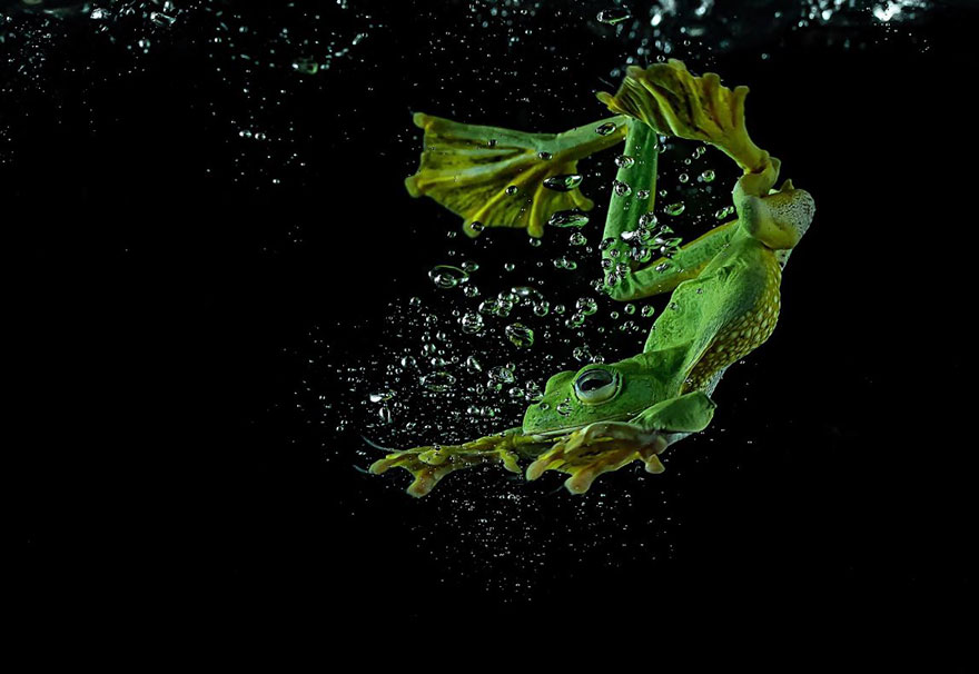 Békák, ahogyan még nem láttad őket - vicces fotók Békák, ahogyan még nem láttad őket - vicces fotók