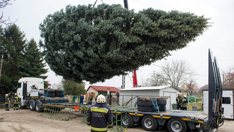 A parlament elé került a húszméteres ezüstfenyő - MTI Fotó: Lakatos Péter 
