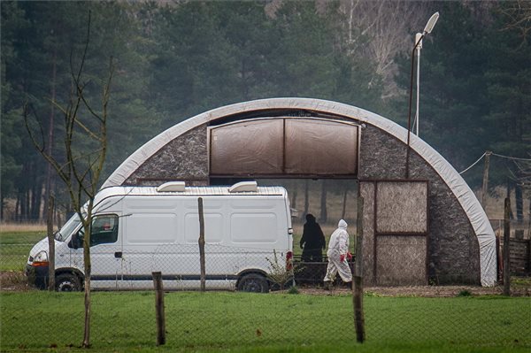 Madárinfluenzával fertőzött kacsákat szállítanak el egy állattartó telepről Kelebia határában 2016. november 15-én. Fotó: Ujvári Sándor