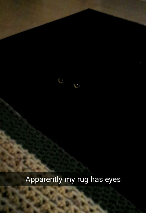 10 macska, aki az álcázás nagymestere - vicces fotók 10 macska, aki az álcázás nagymestere - vicces fotók