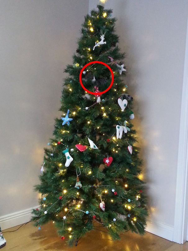 10 macska, aki az álcázás nagymestere - vicces fotók 10 macska, aki az álcázás nagymestere - vicces fotók