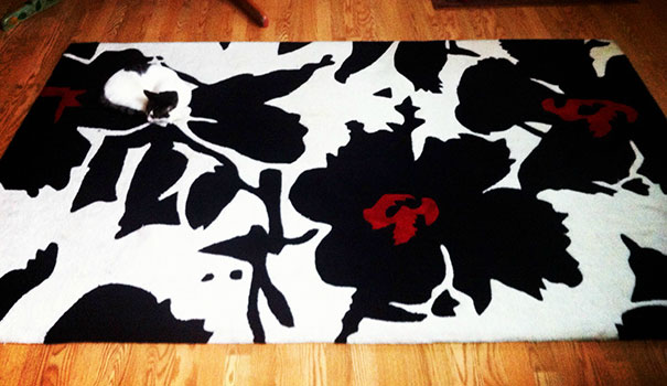 10 macska, aki az álcázás nagymestere - vicces fotók 10 macska, aki az álcázás nagymestere - vicces fotók