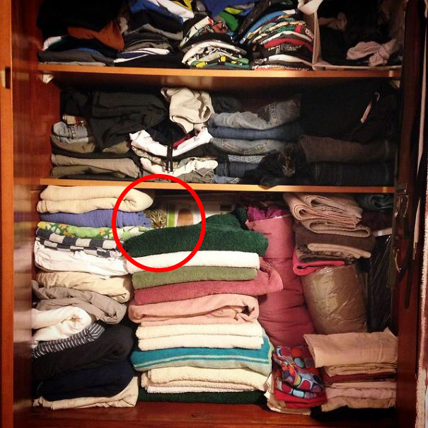 10 macska, aki az álcázás nagymestere - vicces fotók 10 macska, aki az álcázás nagymestere - vicces fotók