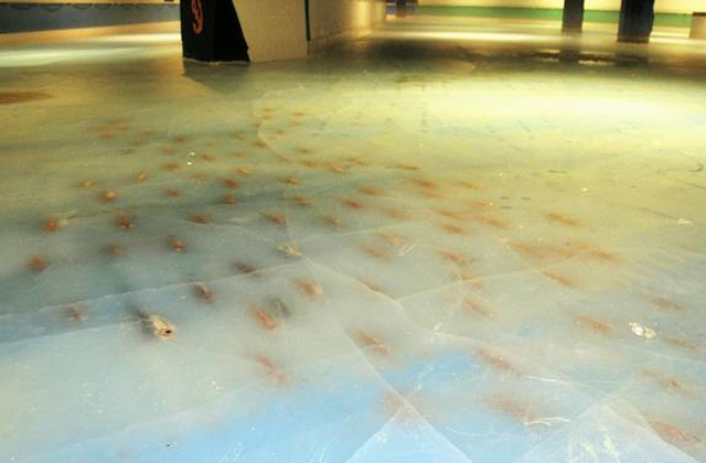 Ötezer élő halat fagyasztottak bele egy korcsolyapályába Ötezer élő halat fagyasztottak bele egy korcsolyapályába