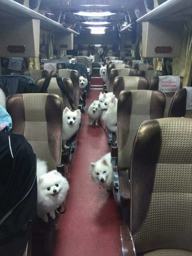 Ezek a kutyás képek bebizonyítják, hogy van mennyország a Földön