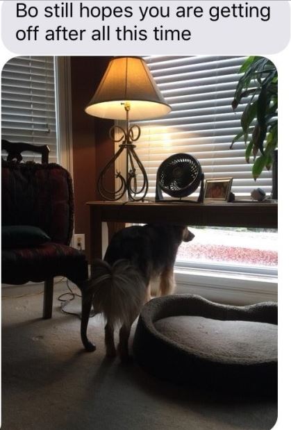 Minden nap az ablakban állva várja gazdáját a hús-vér Lassie Minden nap az ablakban állva várja gazdáját a hús-vér Lassie