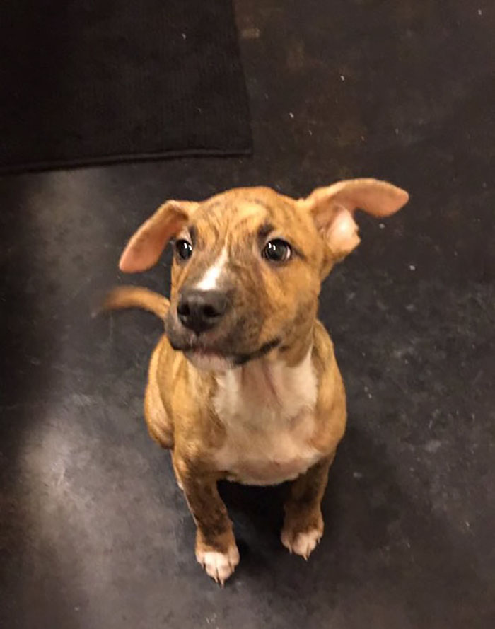 Imádja a net a kiskutyát, aki fel akarta takarítani a pisijét