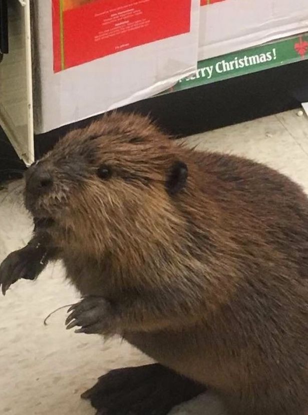 Karácsonyi bevásárlásra indult a hód - káosz lett a vége