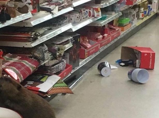 Karácsonyi bevásárlásra indult a hód - káosz lett a vége