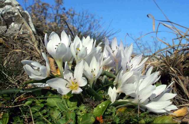 Harkány 3 természeti csodája