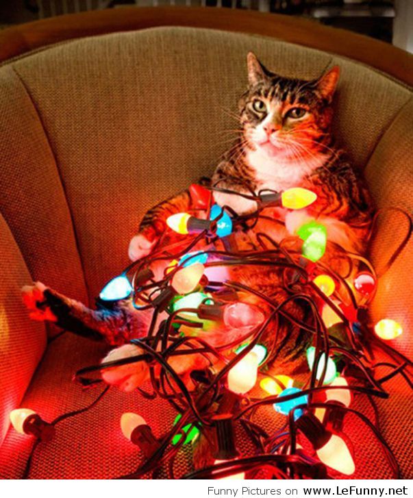 10 macska, aki már nagyon izgatott a karácsony miatt 10 macska, aki már nagyon izgatott a karácsony miatt