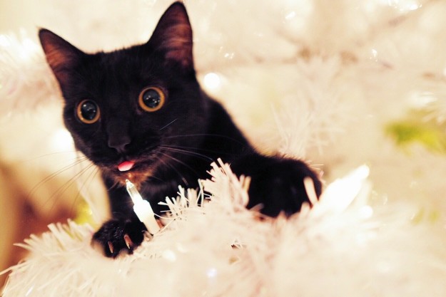 10 macska, aki már nagyon izgatott a karácsony miatt 10 macska, aki már nagyon izgatott a karácsony miatt