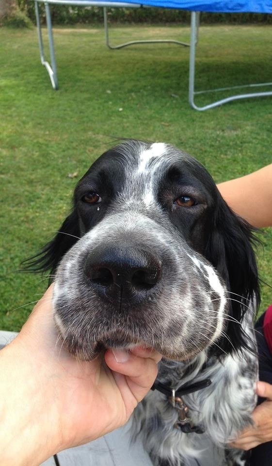 10 kutya, aki most találkozott először méhekkel - vicces fotók