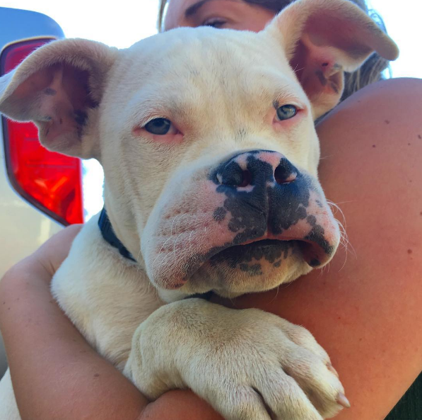 10 kutya, aki most találkozott először méhekkel - vicces fotók