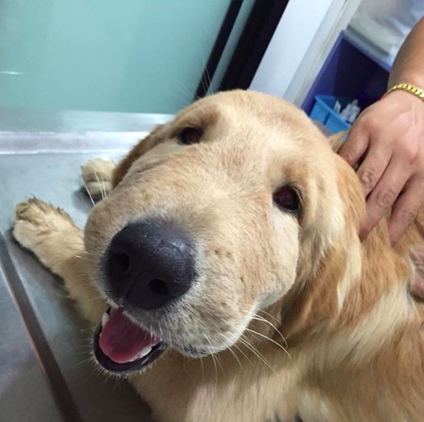 10 kutya, aki most találkozott először méhekkel - vicces fotók