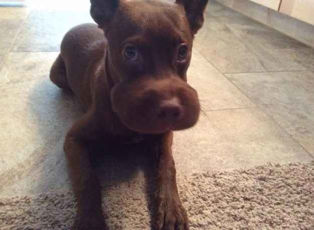 10 kutya, aki most találkozott először méhekkel - vicces fotók