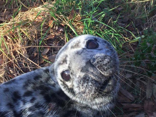 Kimerült bébifókát találtak a tengertől 1 mérföldre kószálva