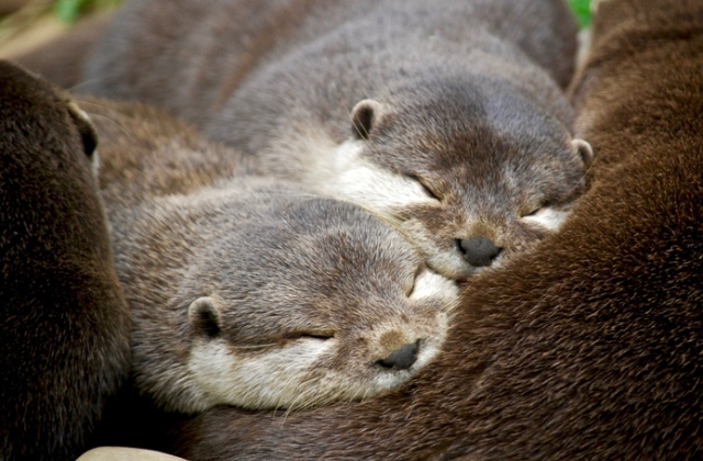 Vidrabőrt kínáltak a Vörösmarty téri karácsonyi vásárban