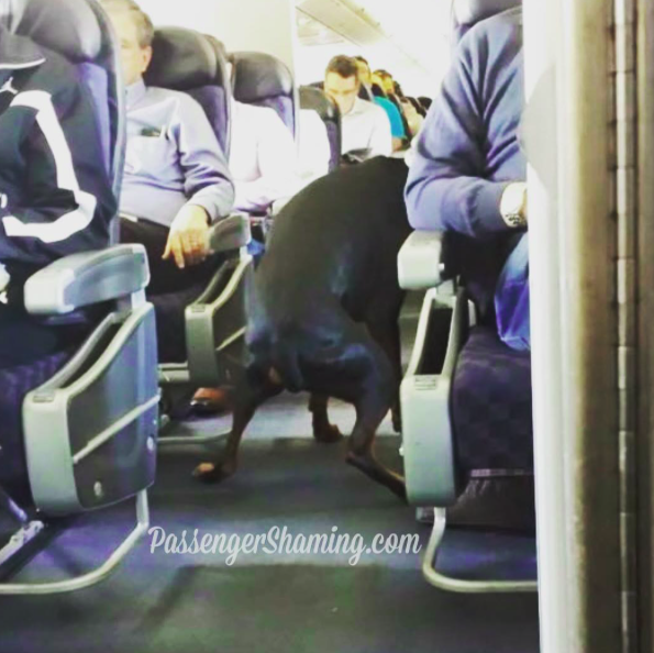 10 utas, aki rémálommá tette a repülést - vicces fotók