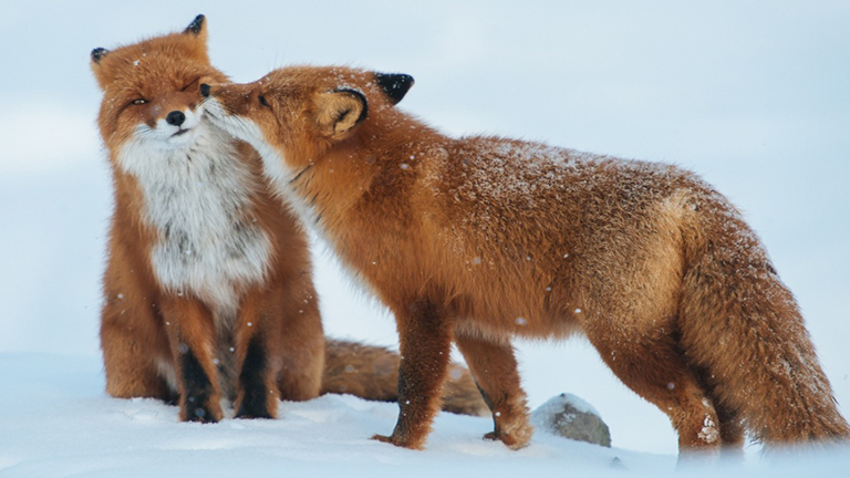Ezek az állatok bebizonyítják, hogy a szeretet igenis mindenhol ott van