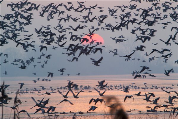 Ezt a természeti csodát mindenkinek látnia kell a Kis-Balatonnál