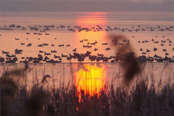 Ezt a természeti csodát mindenkinek látnia kell a Kis-Balatonnál