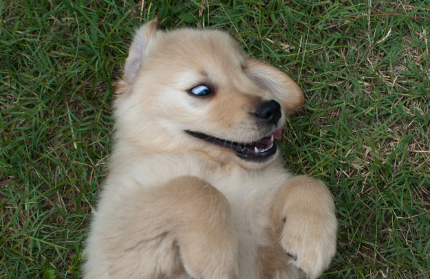 10 jel, hogy a kutyádat mindenkinél jobban szereted