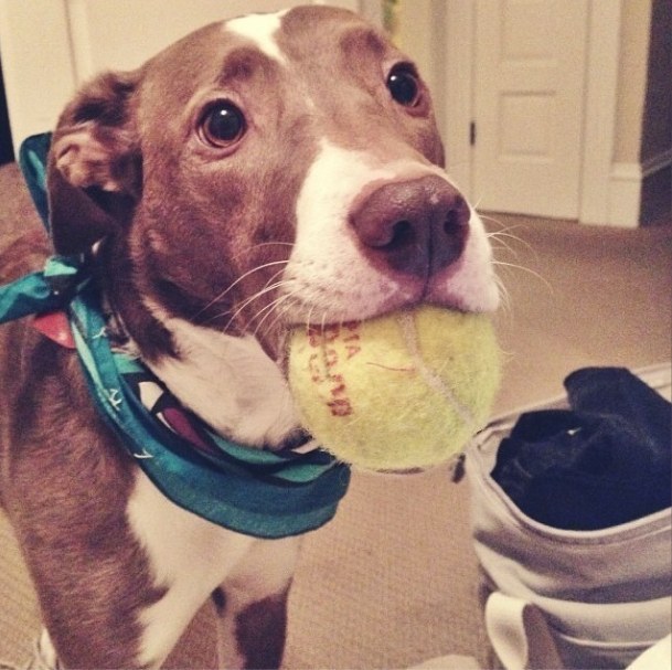 10 jel, hogy a kutyádat mindenkinél jobban szereted