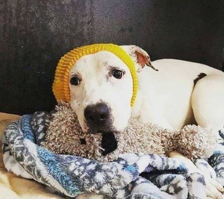 Szívszorító okból kap a világ minden tájáról sapkákat ez a kutya