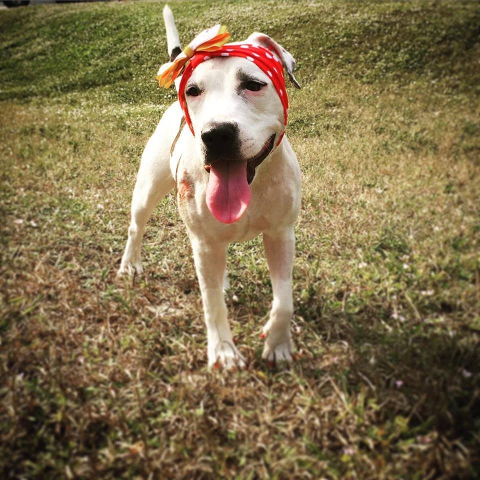 Szívszorító okból kap a világ minden tájáról sapkákat ez a kutya