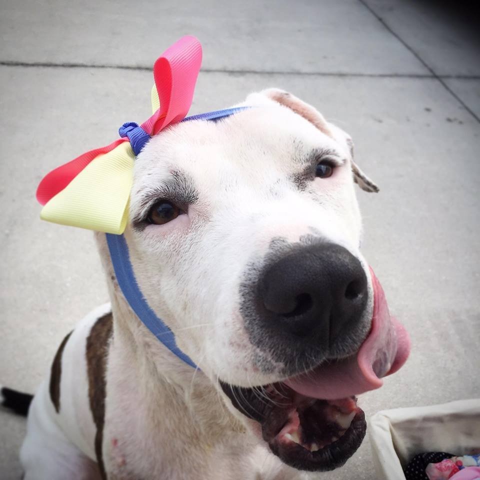 Szívszorító okból kap a világ minden tájáról sapkákat ez a kutya