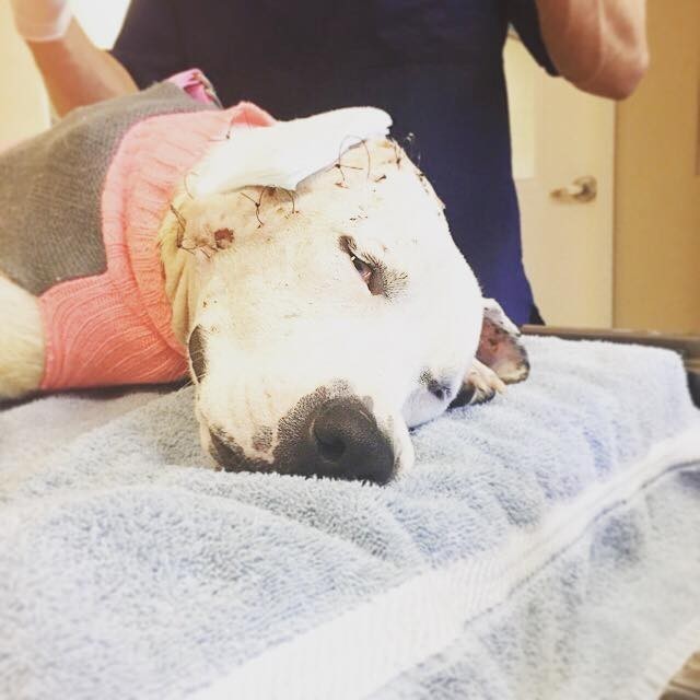 Szívszorító okból kap a világ minden tájáról sapkákat ez a kutya