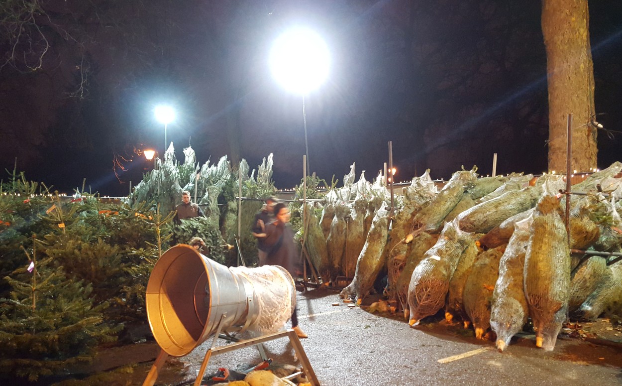 Közösen vásárolt karácsonyfát Harry herceg és kedvese