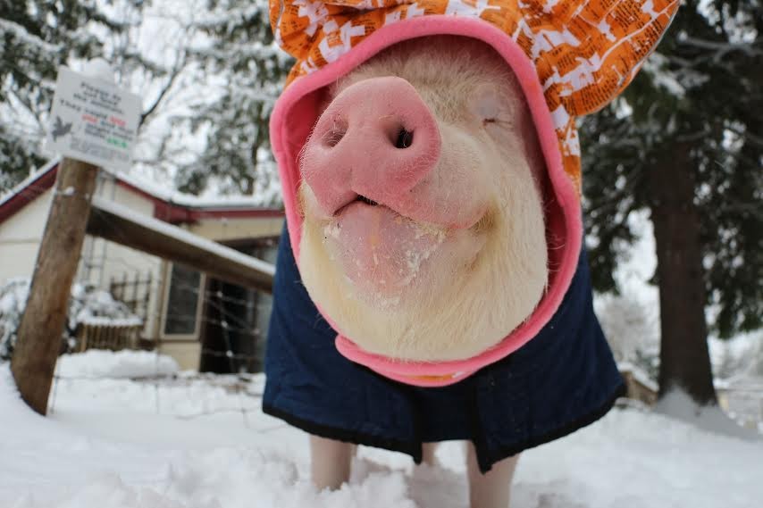 Csak cuki sapkában megy ki a hóba ez a malac