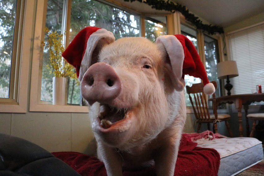 Csak cuki sapkában megy ki a hóba ez a malac