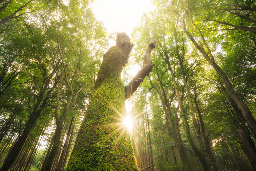 Mágikus fotók holland erdőkről