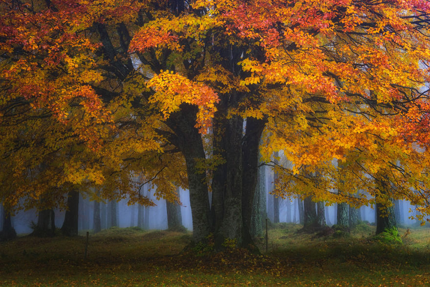 Mágikus fotók holland erdőkről