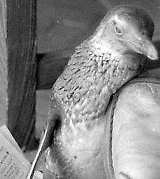 A halál torkából mentette meg a pingvint, legjobb barátok lettek