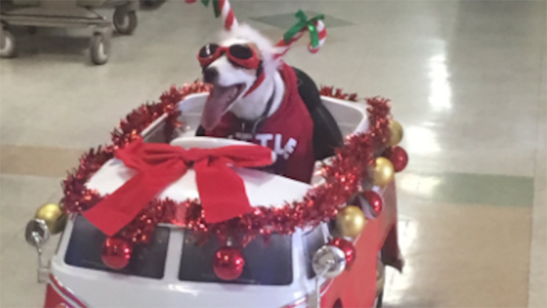 2016 édes kutyái, akiknek aranyból van a szívük