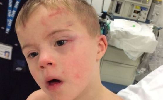 2016 édes kutyái, akiknek aranyból van a szívük