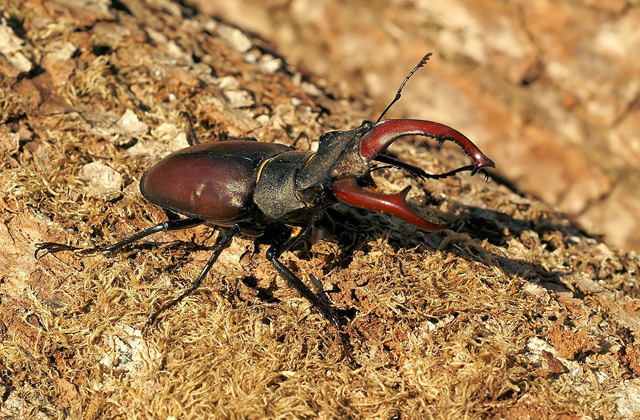 Ez a bogár lett az év rovara 2017-ben Ez a bogár lett az év rovara 2017-ben