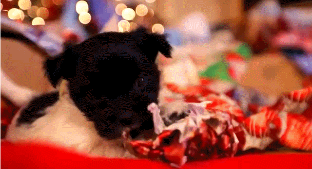 Ezek a legcukibb karácsonyi állatos gifek! Ezek a legcukibb karácsonyi állatos gifek!