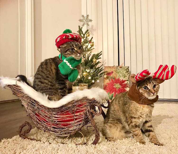 Elárasztották az Instagramot a karácsonyi macskák Elárasztották az Instagramot a karácsonyi macskák