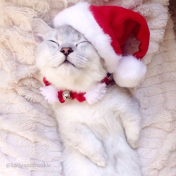 Elárasztották az Instagramot a karácsonyi macskák Elárasztották az Instagramot a karácsonyi macskák