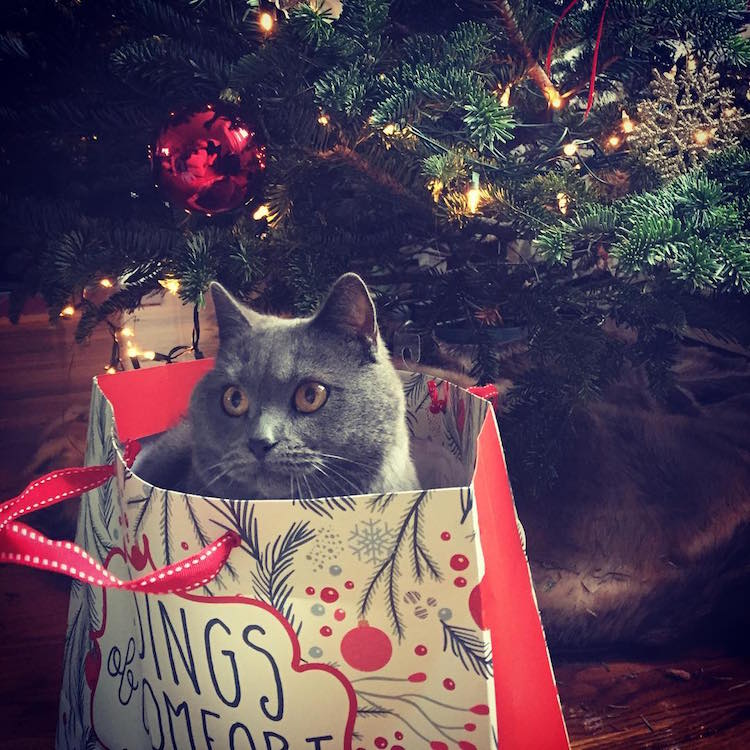 Elárasztották az Instagramot a karácsonyi macskák Elárasztották az Instagramot a karácsonyi macskák
