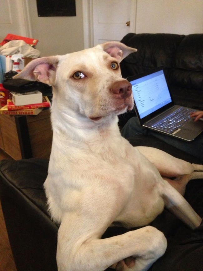 10 kutya, aki egészen biztosan embernek képzeli magát - vicces fotók